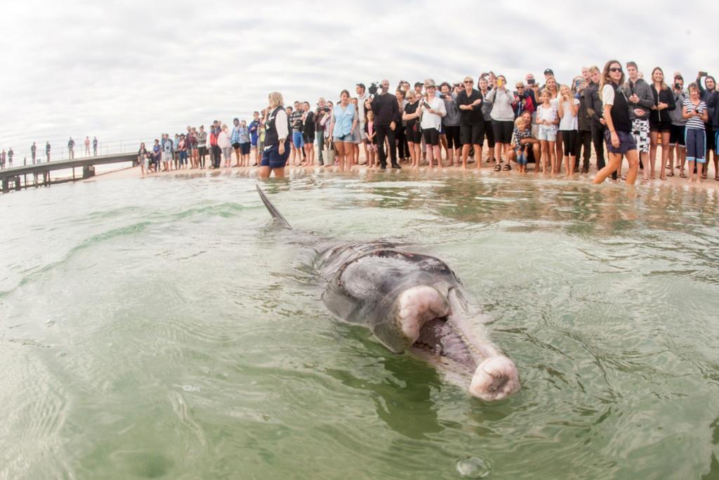 Rac Monkey Mia Dolphin Resort Ngoại thất bức ảnh